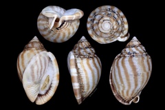 Phalium flammiferum