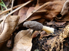 Morchella importuna