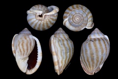 Phalium flammiferum