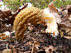 Morchella importuna