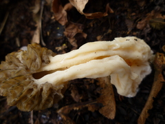 Morchella importuna