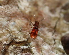 Apteropilo humerofuscus
