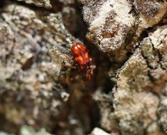 Apteropilo humerofuscus