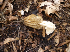 Morchella importuna