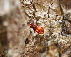 Apteropilo humerofuscus