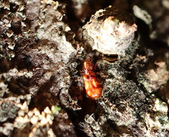 Apteropilo humerofuscus