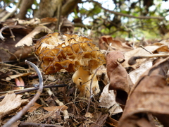 Morchella importuna