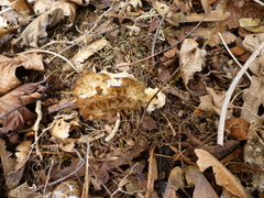 Morchella importuna