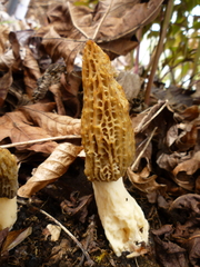 Morchella importuna
