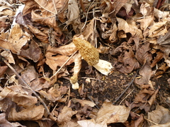 Morchella importuna