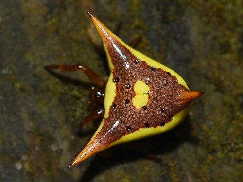 Phoroncidia saboya
