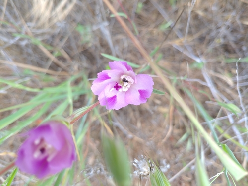 iNaturalist observation photo of Clarkias