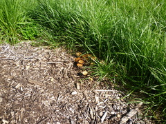 Agrocybe putaminum