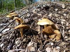 Agrocybe putaminum