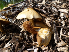 Agrocybe putaminum