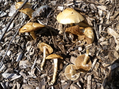 Agrocybe putaminum