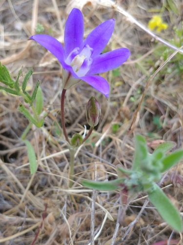 iNaturalist observation photo of Brodiaeas