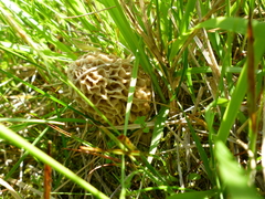 Morchella americana