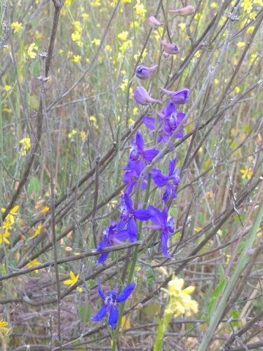 iNaturalist observation photo of San Bernardino larkspur