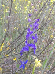 Delphinium parryi