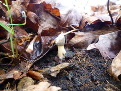 Morchella importuna