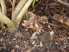 Morchella importuna
