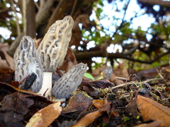 Morchella importuna