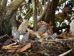 Morchella importuna