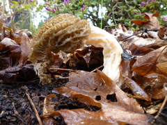 Morchella importuna