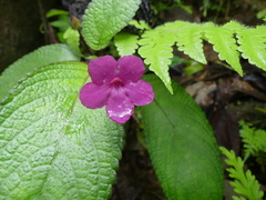 Chrysothemis melittifolia