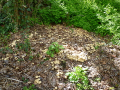 Agrocybe putaminum