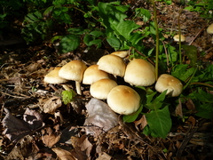 Agrocybe putaminum