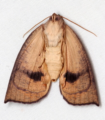 Fisera bradymorpha