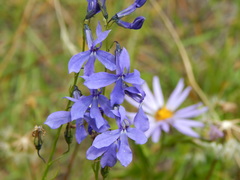 Lobelia anatina