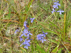 Lobelia anatina
