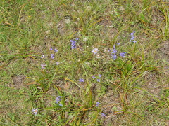 Lobelia anatina