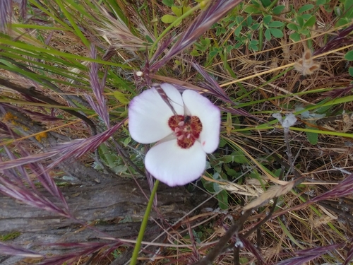iNaturalist observation photo of Catalina mariposa lily