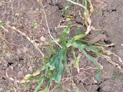 iNaturalist observation photo of wavy-leafed soap plant