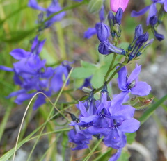 Lobelia anatina