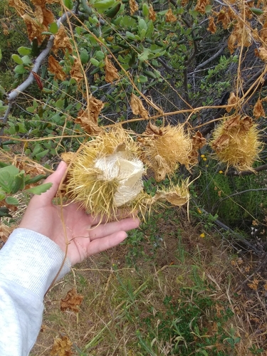 iNaturalist observation photo of Chilicothe