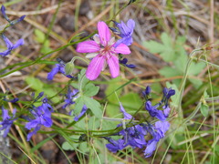 Lobelia anatina