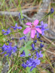 Lobelia anatina