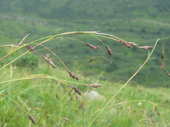 Carex sempervirens