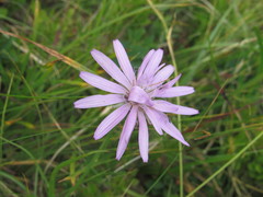 Scorzonera rosea
