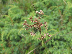 Luzula luzuloides rubella