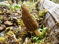 Morchella importuna