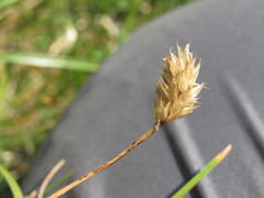 Oreochloa disticha