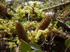 Morchella importuna
