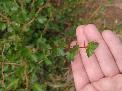 iNaturalist observation photo of currants and gooseberries