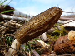 Morchella importuna